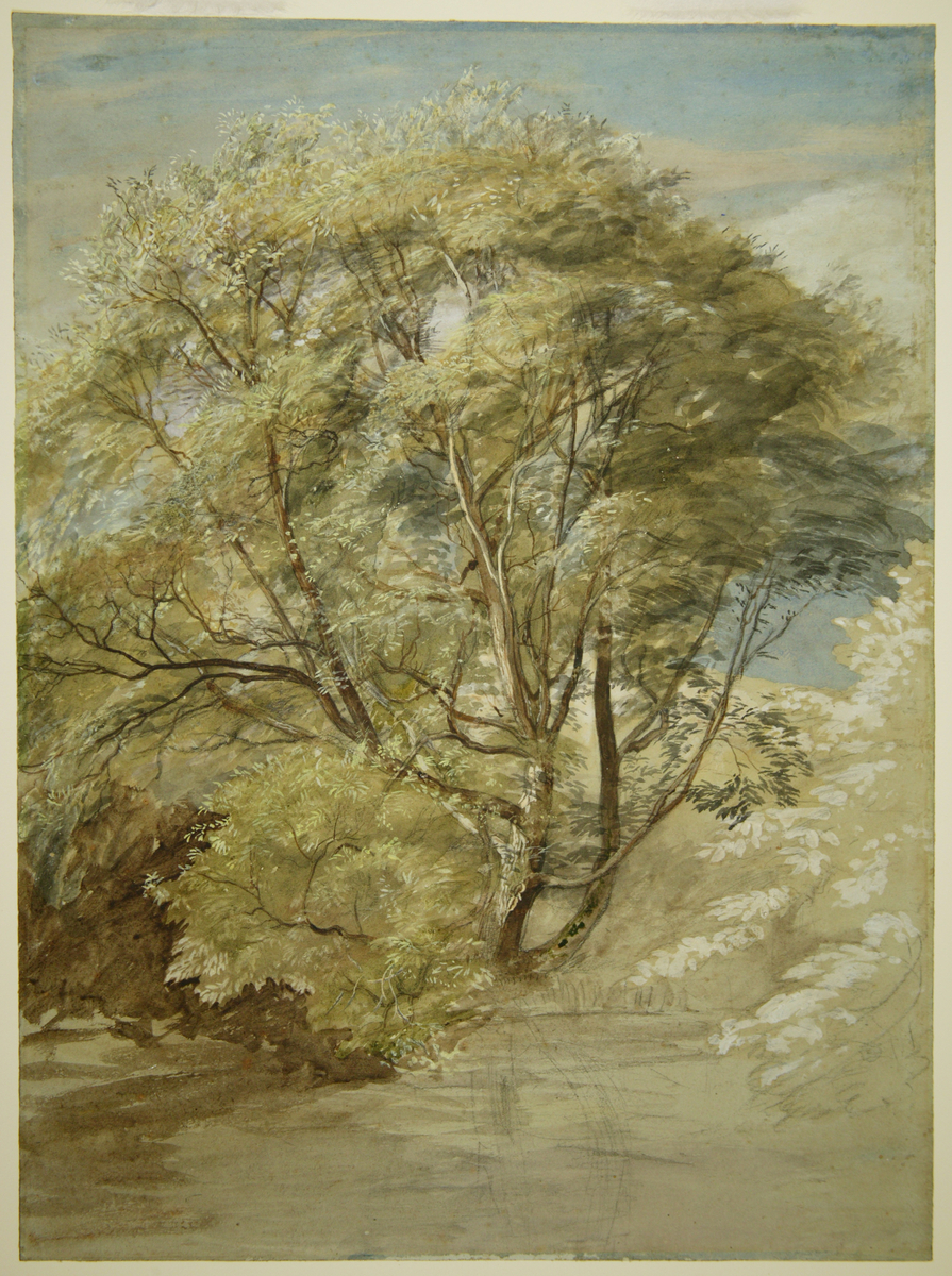 Study of a Willow Tree: Study for etching 'The Willow' 1850